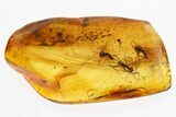 Three Fossil Fungus Gnats (Mycetophilidae) in Baltic Amber #315377-1